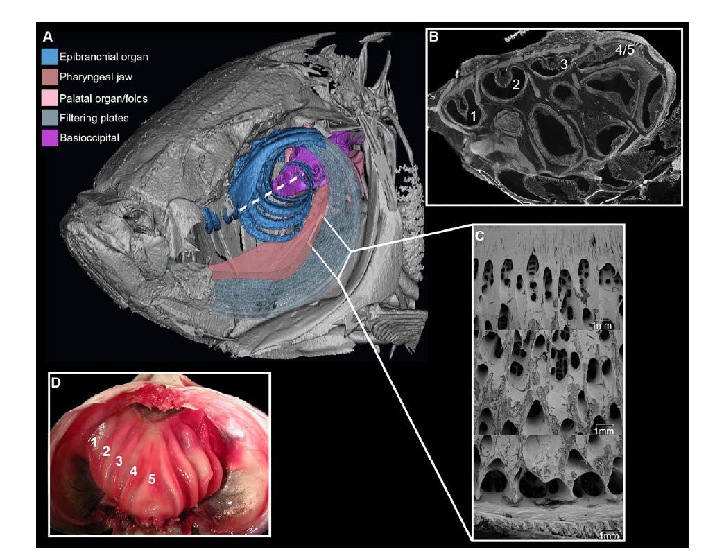 ICB_journal's tweet photo. #ICBAccepted from @LPHernandezGW and @Karly_Cohen "The role of developmental integration and historical contingency in the origin and #evolution of #cypriniform #trophic novelties" #Ontogeny #FishJaws #Cypriniformes https://t.co/3EXy4yrwy5 https://t.co/00jWnSmn7n