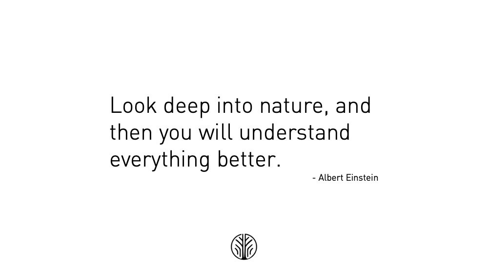 Genius
.
.
#climatechange #biomimicry #einstein #sustainability #innerbiomimicry #quote #nature #spirit #solutions #genius