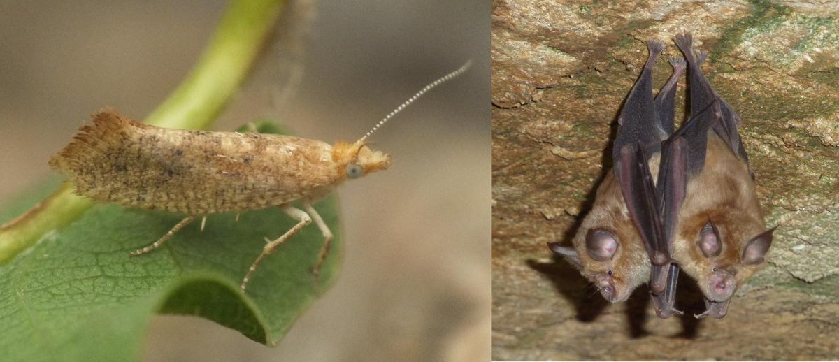 matavca's tweet image. Who would have thought that bats could help describing new moth species?  That's right! Ypsolopha rhinolophi has been found and now described  thanks to bat poop! :D @EnvMetaGen #metabarcoding #poopscience
mapress.com/j/zt/article/v…