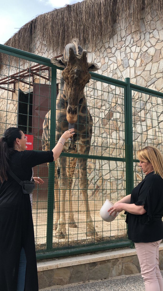 Sıcacık bir iletişimden arta kalan, ☺️☺️adı Şakir😇🦒#GaziantepZoo #GaziantepHayvanatBahçesi #2019 #Mayıs