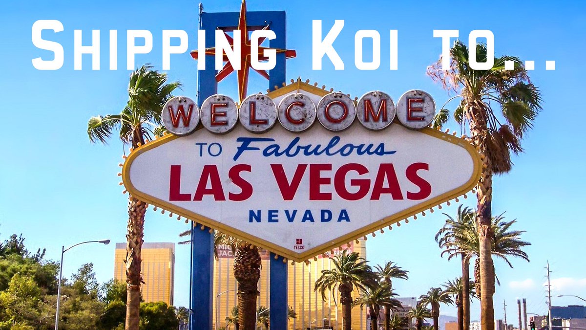 FitzsFishPonds's tweet image. Koi are here and ready for Memorial Day! Weekend Deals! - mailchi.mp/1f081877ebe8/k…