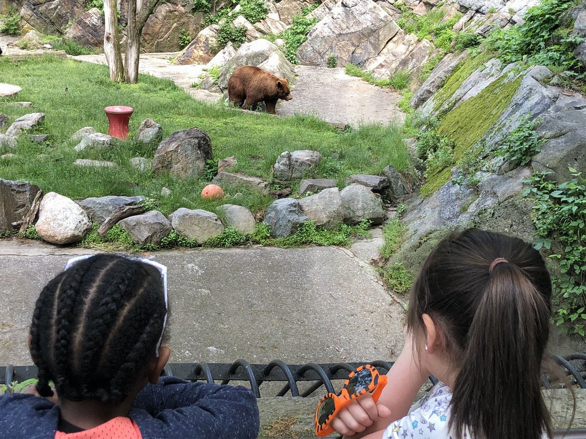 kpurdy55's tweet photo. 🦊 🦅 🐻 oh my!!! Fun day at the zoo at @BearMountainNY!! #fieldtrip #learningbeyondschool #firsties @Gidneyaveschool @newburghschools https://t.co/4hmxn7XERv