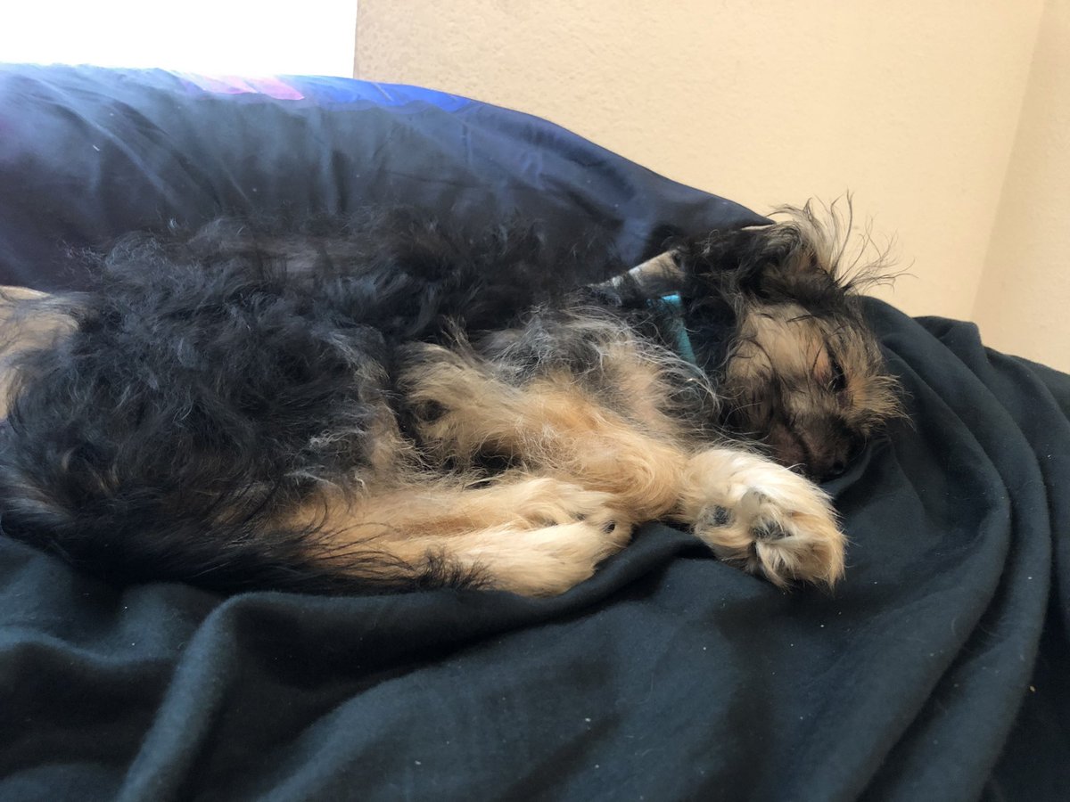 Lucifer4Prez's tweet photo. It’s an exciting day. I’ve reached 5 followers. Ok 1 is mommy & I’m pretty sure at least 1 is fake but still, when I reach 10, I’m rewarding myself with a nap. Cuz I work hard all day. Just look at me now; I’m #WorkingLikeADog (No, I’m not asleep; that’s #FakeNews). #Vote4Lucifer https://t.co/KO0AmXxTgR