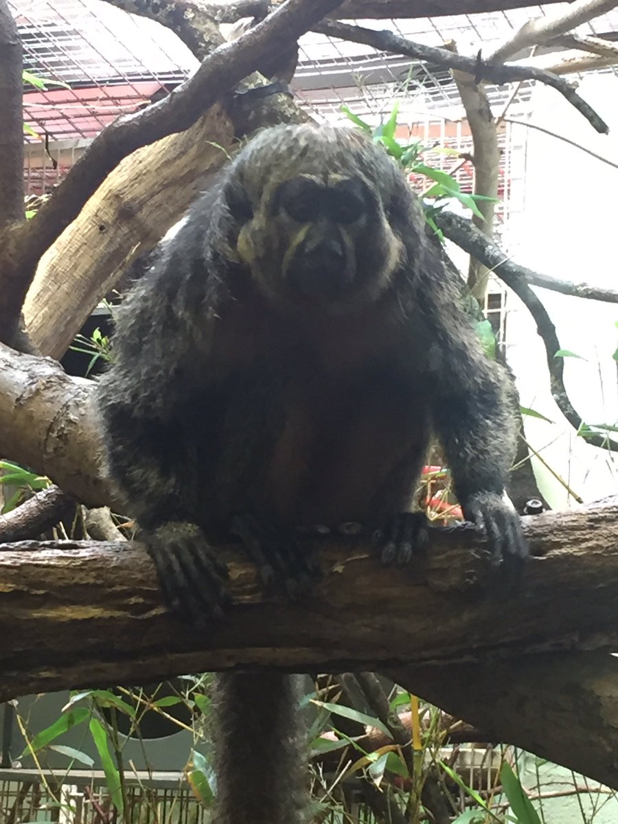LWS_PE's tweet photo. @LWS_PE @LWSAcademy More Marwell photos #cultureday #LWS https://t.co/Nayk6wtGhm