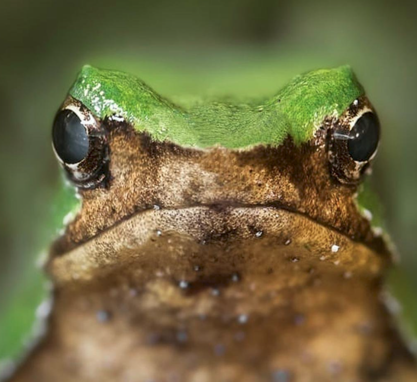 subturismo's tweet photo. La Ranita de Darwin es un pequeño anfibio endémico de los bosques templados del sur de #Chile, no mide más de 3 centímetros y su piel le permite mimetizarse entre los árboles para protegerse de sus depredadores. ¡Viaja por nuestro país y conócela! 🐸#DisfrutaChile https://t.co/V5sNPZhUbg