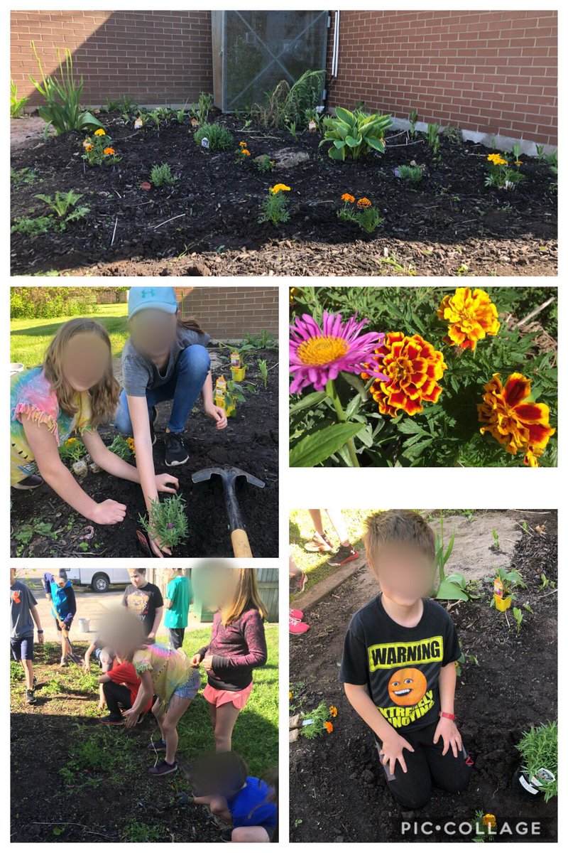 MillerBruyns's tweet photo. @NorthdaleCntrl Grade 4 School and Butterfly Eco-Stewards. We planted based on our research: Bee balm, Aster, Merigold, Lavender, Thistle, Cone Flower, wildflower seeds, and Milkweed #millerbruyns #knightsnc #tvdsb @TVDSBGlobal https://t.co/igV365mVmn