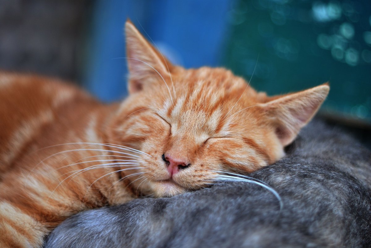 CoTemperance's tweet photo. Fact: reducing your alcohol intake increases the quality of your sleep. You'll be more likely to sleep through the night and have more energy the next day. Why not give it a go?
#reducealcohol #mocktails #sleepquality #noalcohol https://t.co/WuDe24GdbD