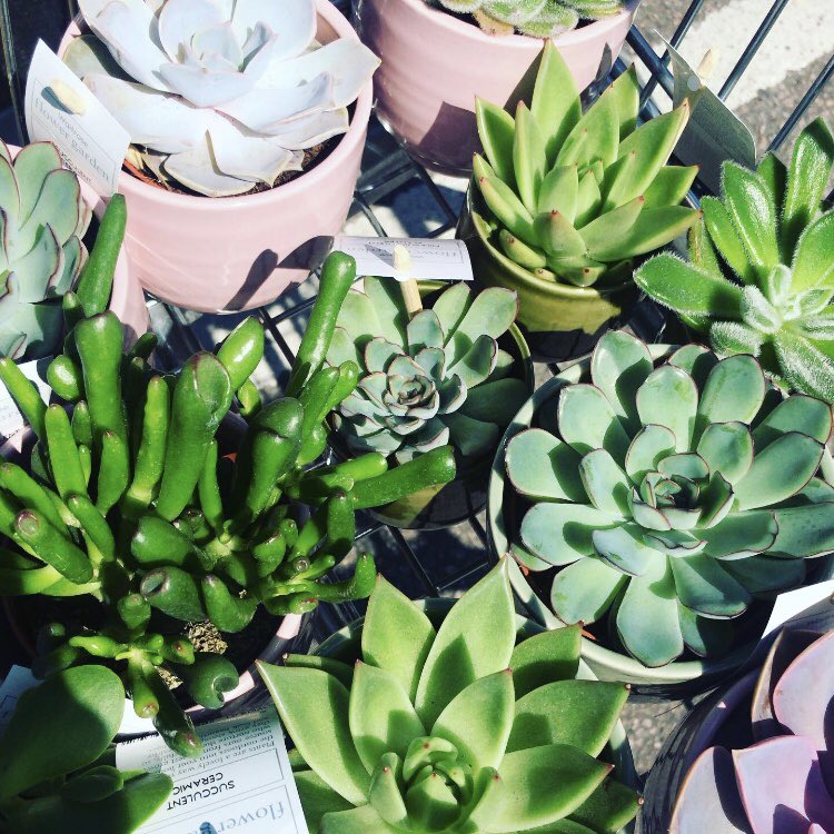 We are delighted to welcome these fabulous new additions to CLM HQ! 🌱🌱🌱 #oxygen #wellbeing #nature #plants #succulents #succulove #succulent #aleo #aleovera #green #office #happy #team #StamfordUK #Ketton #ShopStamford #local #greenery #shop #love #work #happiness