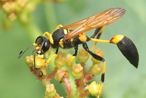 Another misconception is that they do not pollinate. Many people seem to think only bees pollinate. However, there's loads of different pollinators. Wasps do this, but so do butterflies, beetles, flies, roaches, birds and even some lizards!