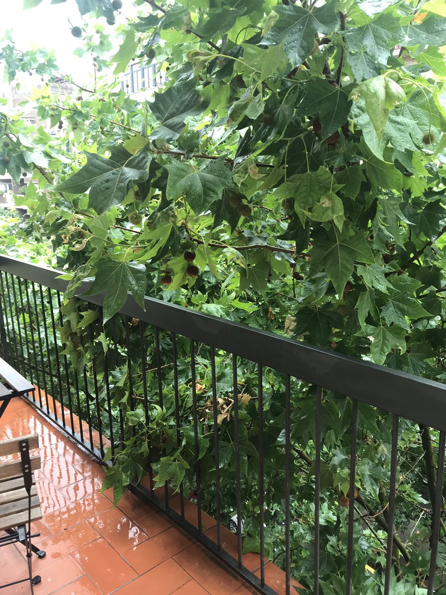Himawary98's tweet photo. Això és normal @bcn_ajuntament ? #arbresqueesfiquenacasa #arbresokupes #tocapodar #elsarbresportenbitxosacasa #aixino #perillos #perill #elperillentraacasa #riscdebranquestrencades https://t.co/FOc8B2KPWn