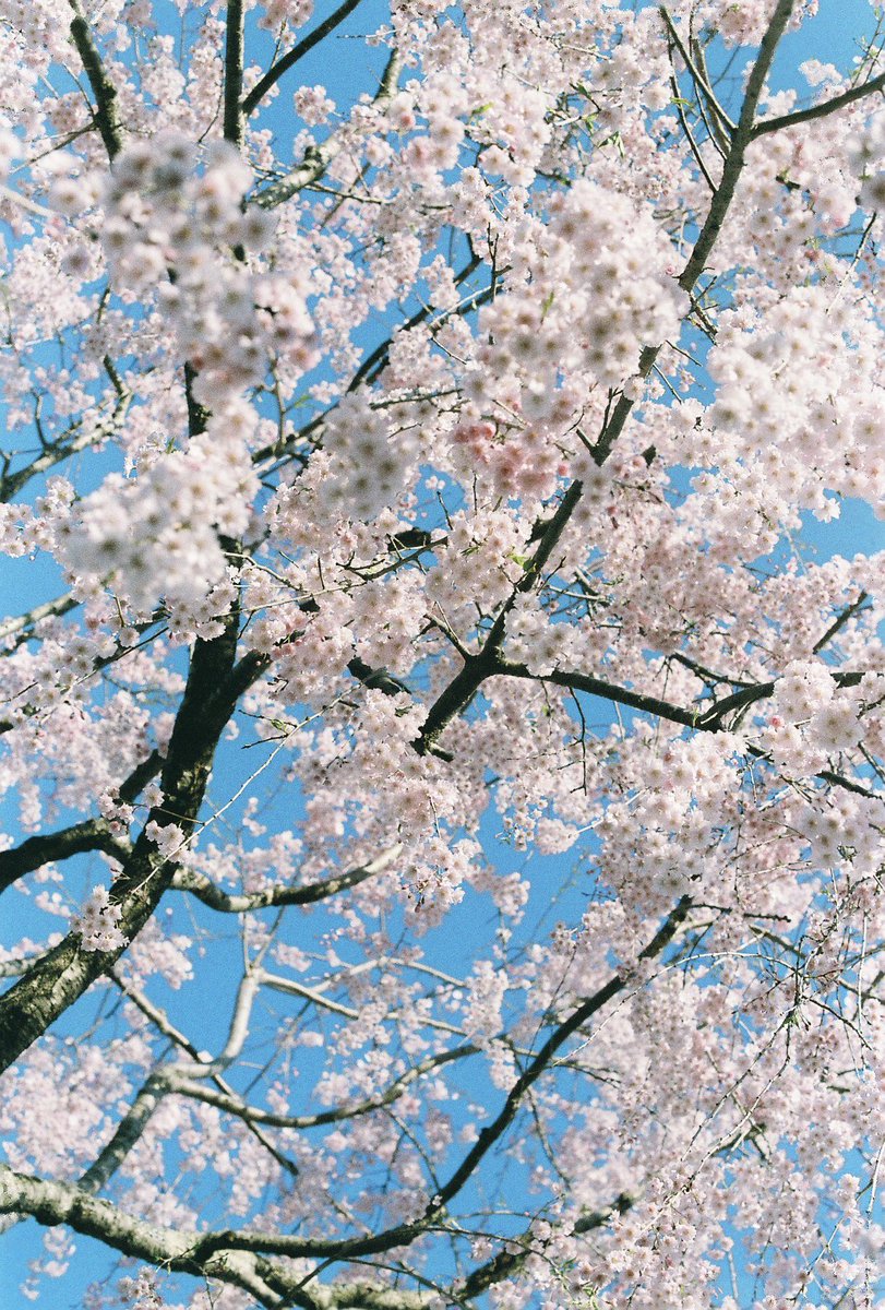 guiox2's tweet photo. 花見 https://t.co/qALhz9EfeR