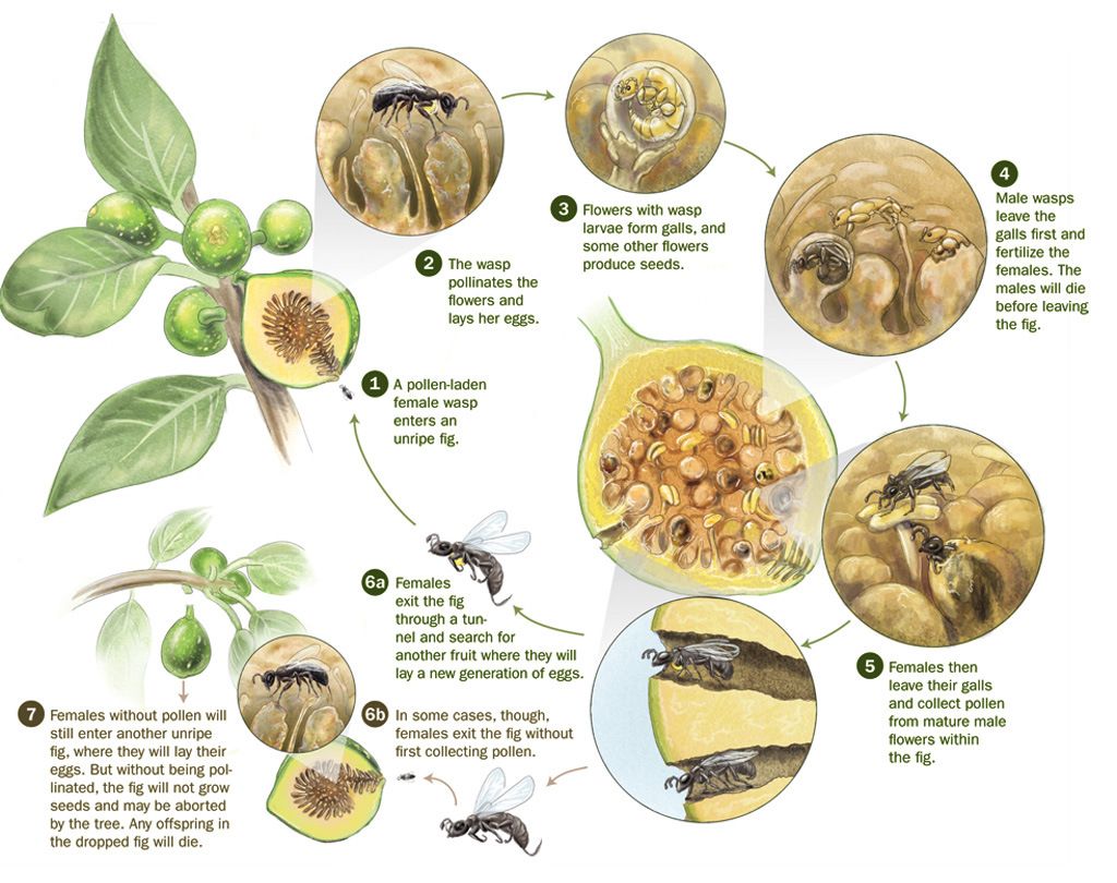 There's even plants that 100% rely on wasps! Most notably various fig species that would go extinct without wasps! Figs are also a keystone species that in turn feed 1200+ species of mammals/birds, who would also all die without wasps.