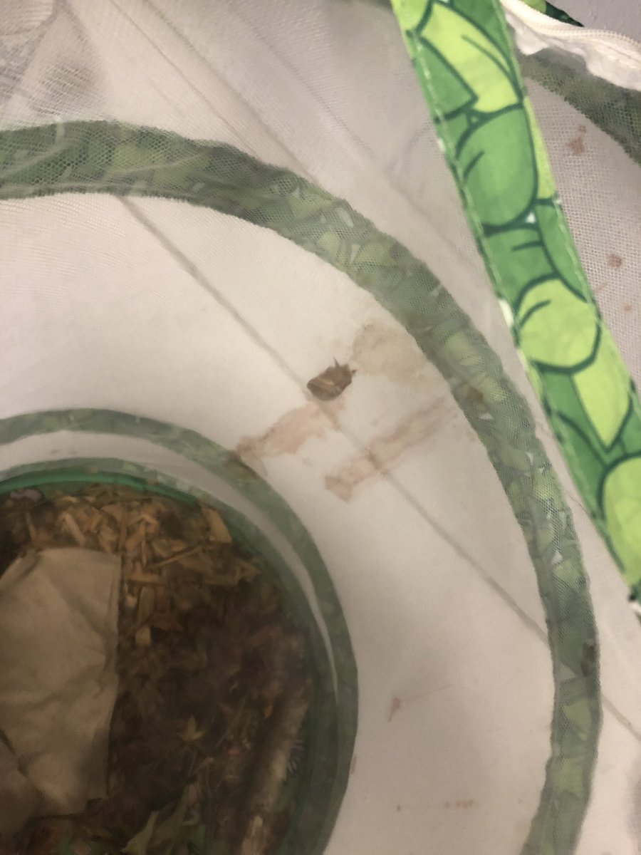 Our caterpillar became a moth this morning!! @PrinciPAL_HDES @HDES_AP