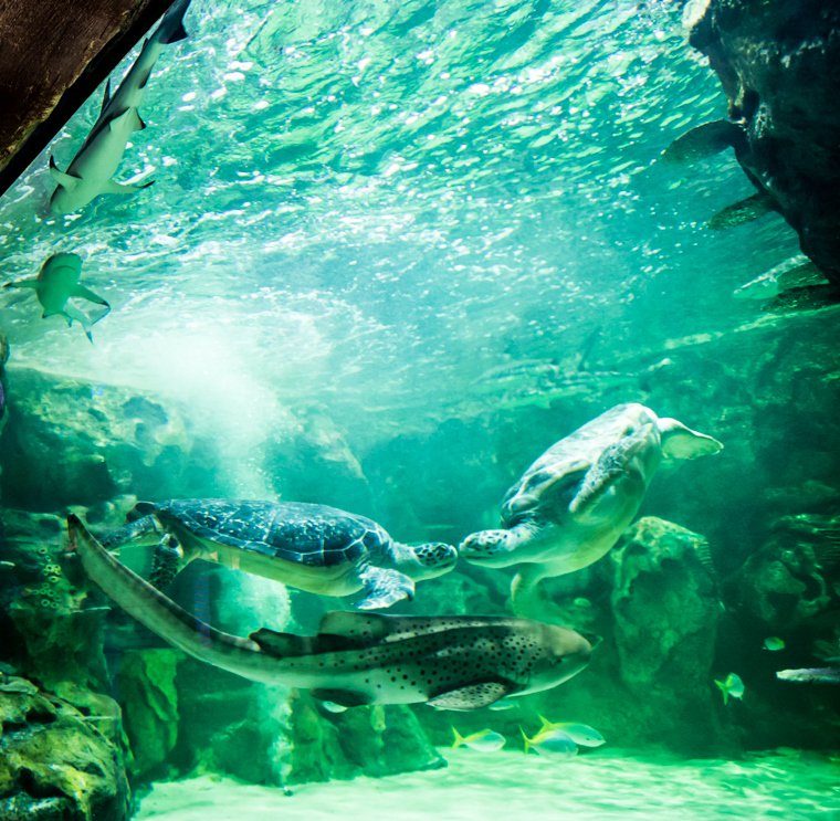 SEALIFEBrighton's tweet photo. We unveiled our NEW #DayandNight ocean experience to our VIP guests,featuring The UK's largest collection of Sharks &amp; Rays under one roof! Also Lulu &amp; Gulliver are back together!💚Come along and see for yourself tomorrow from 10am, we'll have some special surprises too! https://t.co/1n6e5LFq8O