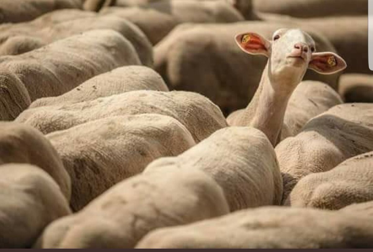 #JusticeforEsethu

#CountryDuty 

Perhaps we should go occupy Sea Point &amp; bring our selfie sticks! 

This is our country &amp; we can’t be subjected to Apartheid Laws! 

Retweet if you’re keen on this!