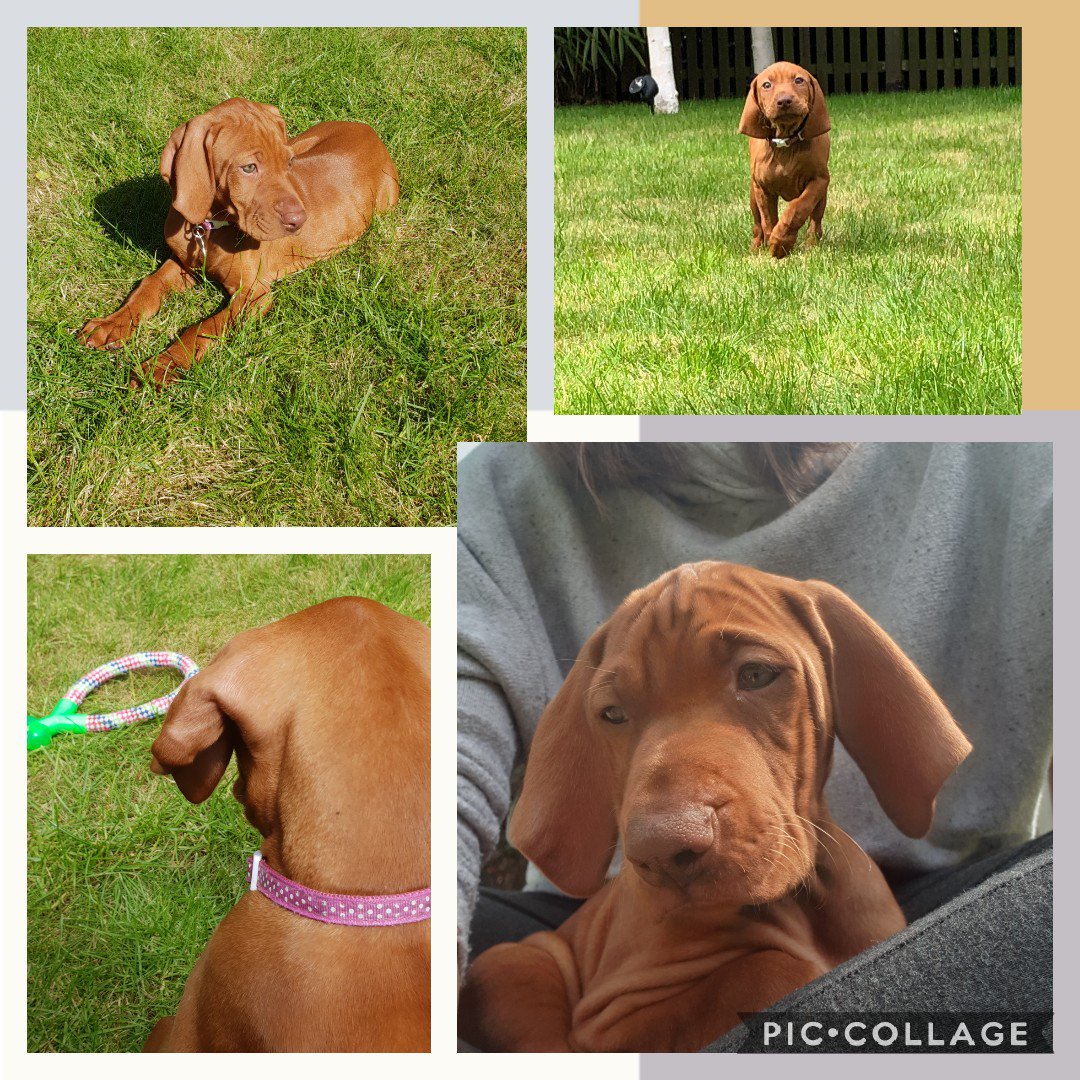 JoKParr's tweet photo. Thank you @PwC_UK & @KevinJDEllis for our extra #PwCDay. Getting to know this cutie. Playing in the sun and learning new games. She keeps trying to eat my phone so best photos I could get! #happydog #bondingtime https://t.co/KOOHHSZVRE