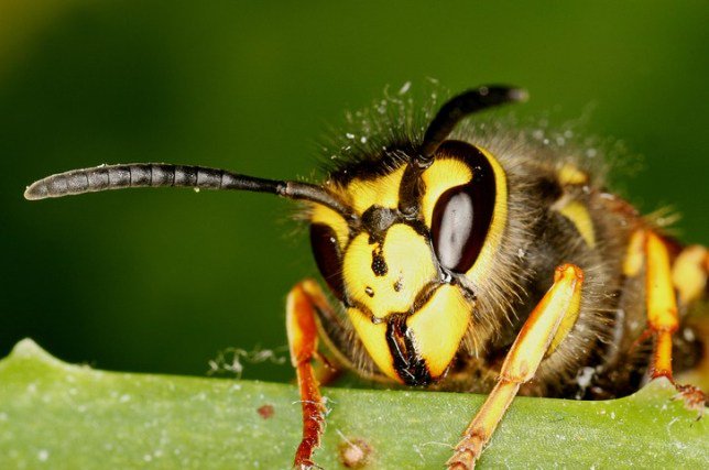 Hi, people I talk to on Discord have been talking about how much they hate wasps, so I'm here to talk about wasps a little.We're in the middle of an ecological collapse, with insects highly affected by this, so this "X animal is evil" mentality needs to change.
