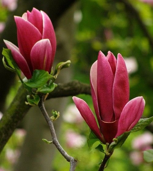 ^Homa^ (@bidadhax57) on Twitter photo 