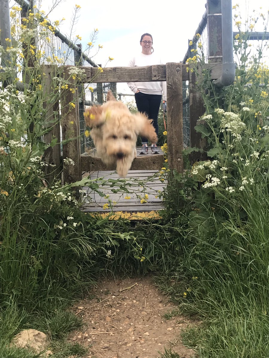 CockapooMaeve's tweet image. 