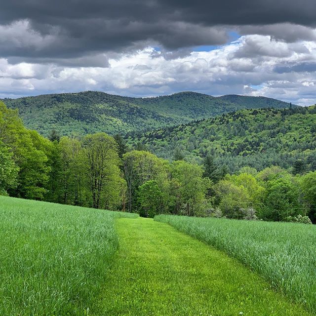 steinber's tweet image. Another green world #springtimeinvermont bit.ly/2VLf99b
