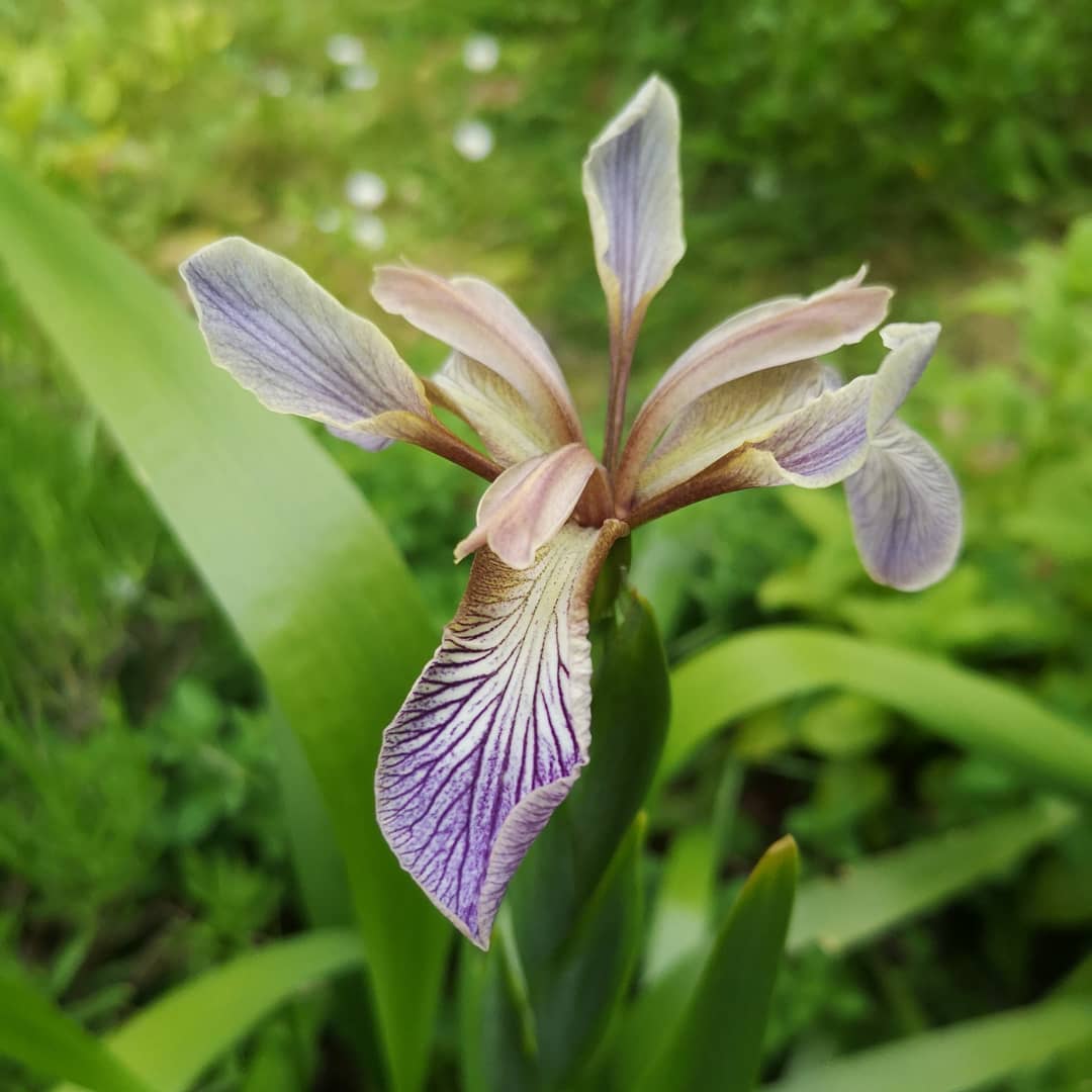 LynnBaileyPrint's tweet photo. Found my Stinking Iris in flower when I got home today for the first time. . One of UKs only two native iris. Most suitable for our wild flower garden. Pinched a couple of seeds a few years ago. 😊 #stinkingiris #wildflowers #urbangarden #wildiris https://t.co/rFAXhgbQiw
