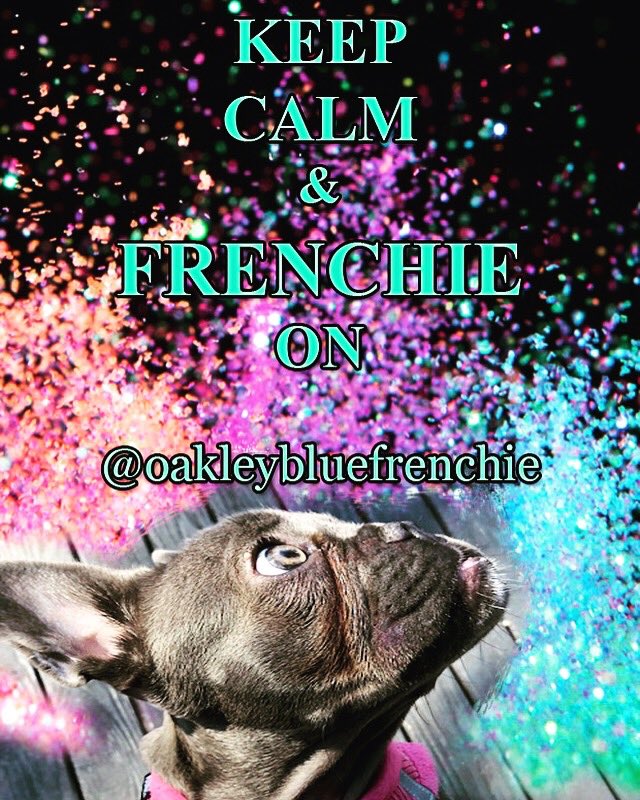 🥰💗🥰💗 @oakleybfrenchie #frenchie #frenchie1 #frenchiesofinstagram #frenchiepuppy #frenchie_photos #frenchies #frenchiebulldog #frenchiepup #frenchie_shoutout #frenchiephotos #frenchies_ #frenchiefriends #frenchiemagazine #frenchbulldog #frenchbulldogs #frenchiefever #puppy