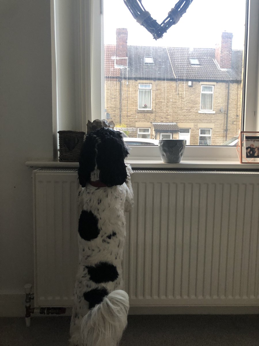 HollyLouEllis's tweet photo. Bessie saw her friend Molly from @Channel4 #PuppySchool on TV...thought it meant she was coming to visit 😭💔
#dogswatchingpuppyschool #adoptdontshop https://t.co/Noyag3StdT