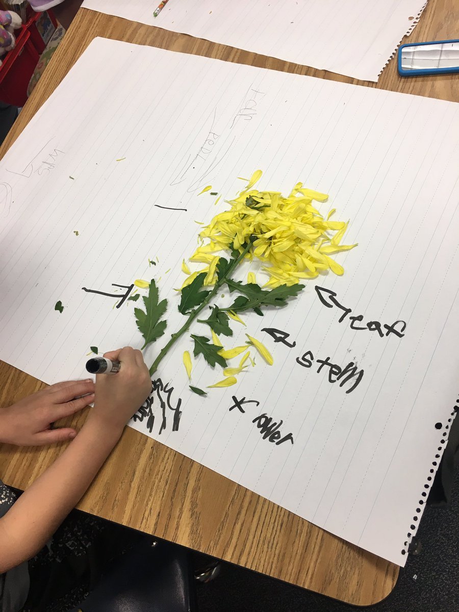 EdWhiteEstem's tweet photo. We are dissecting flowers in kindergarten to learn about plant parts. Thank you to Morgan @kroger on League City Parkway for providing discounted flowers for us to study! #ccisdscientists #buddingbotanists https://t.co/JZZexDXSIu