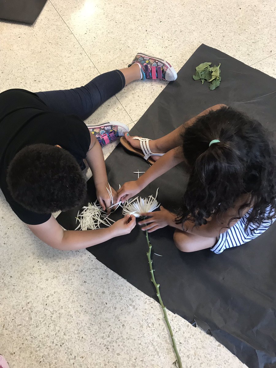 EdWhiteEstem's tweet photo. We are dissecting flowers in kindergarten to learn about plant parts. Thank you to Morgan @kroger on League City Parkway for providing discounted flowers for us to study! #ccisdscientists #buddingbotanists https://t.co/JZZexDXSIu