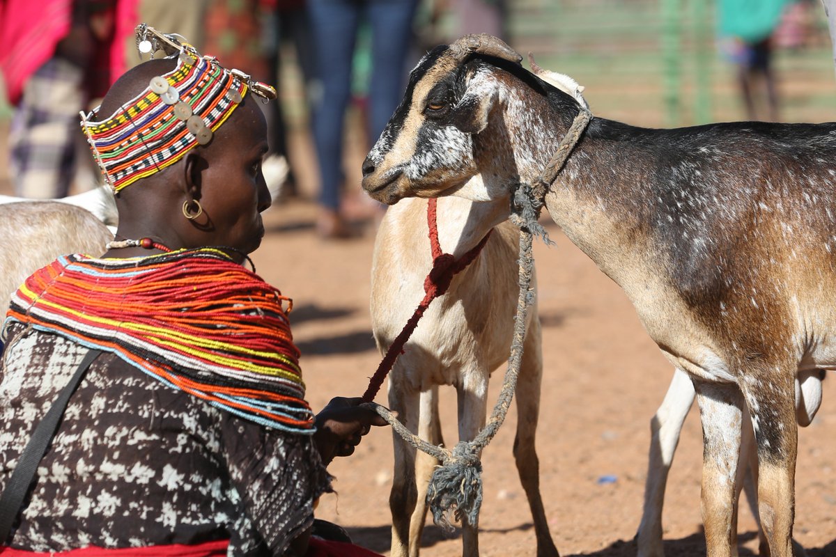 CTAflash's tweet photo. Kaltuma Hassan, a pastoralist in Kenya, is struggling with intensifying droughts. Rainfall forecasts sent by SMS and on an app, funded by CTA's #Climark project, are life-changing for Hassan and tens of thousands of herders. Read the @AFP story at https://t.co/rqdXznkyZv https://t.co/Ur9GvZOR1o