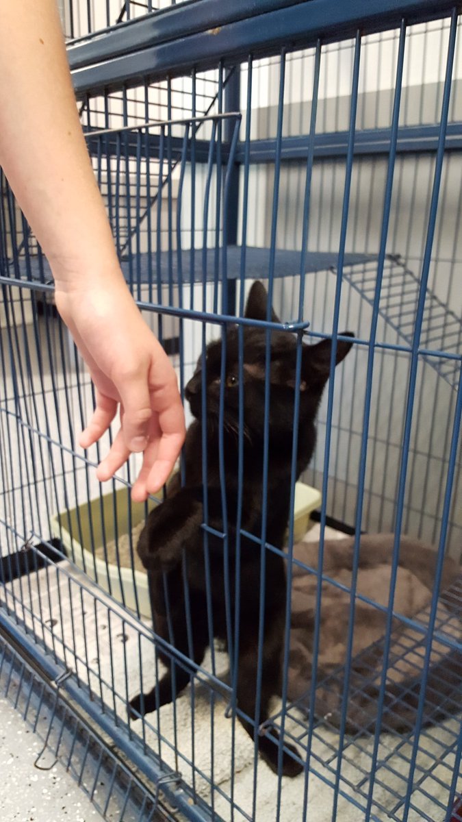 marisellapappas's tweet photo. Warrenton Middle National Junior Art Honor Society presented $300 to the Fauquier SPCA today, from monies raised from the sale of original art buttons they made. We had fun playing with the dogs. They are up for adoption. #Warrenton_Middle #NJAHS #FauquierSPCA #FCPS1ART https://t.co/Scj8rJGhpF
