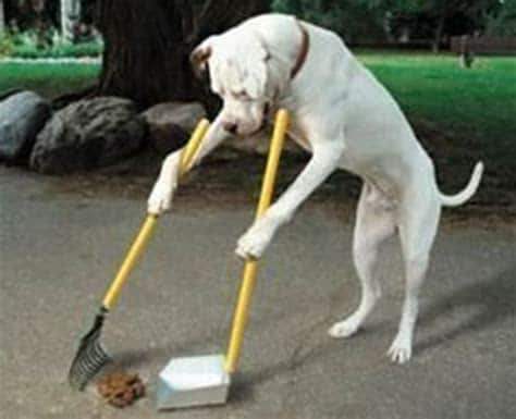 Köpek Tuvalet Eğitimi Nasıl Verilir? Yavru ve yetişkin köpekler tuvaletini dışarı yapmaya nasıl alıştırılır? Yazımızda anlattık. Siz nasıl yaptınız? #köpek #köpekeğitimi
patipoint.com.tr/kopek-tuvalet-…