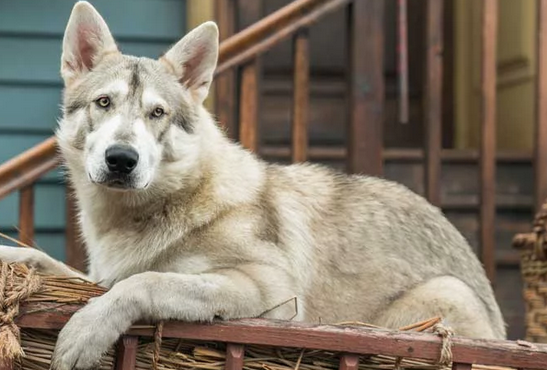 Lynetterice's tweet photo. Ahead of the S4 Blu-Ray release, here's a little Rollo at his delightful worst #Outlander https://t.co/oteTm1cvfI https://t.co/RchMEN8jcg