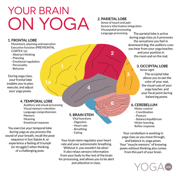 This year we introduced yoga and mindfulness at our school to support #brainbasedlearning and #SEL skills. Check out your brain on yoga! @weareyogaed