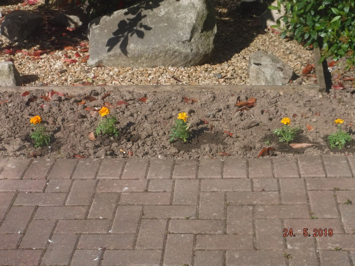 CrossgateHome's tweet photo. We had a visit from our friends today were we were planting plants in to pots to be transferred in to our garden at our entrance. @vallen5555 @laurahaggarty5 https://t.co/GazGikwWcf