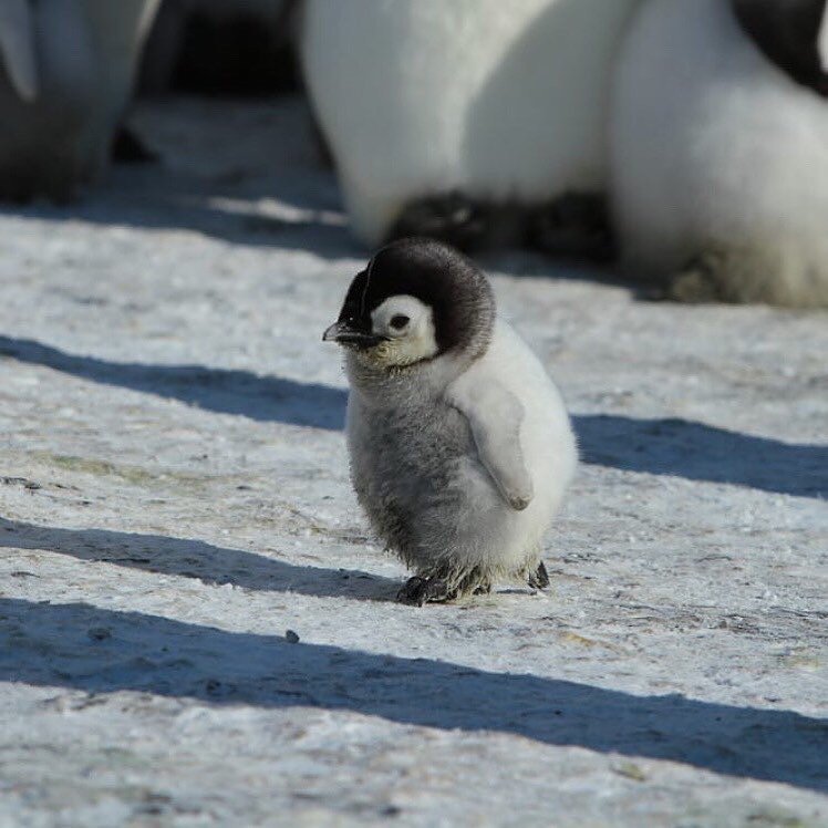 R4Reimagination's tweet photo. This Cute Picture Made My Day. Hope Yours too....

Wish you wonderful day.

#FridayFeeling #FridayThoughts #ocean #nature #photography https://t.co/AKL6Fs6mPU