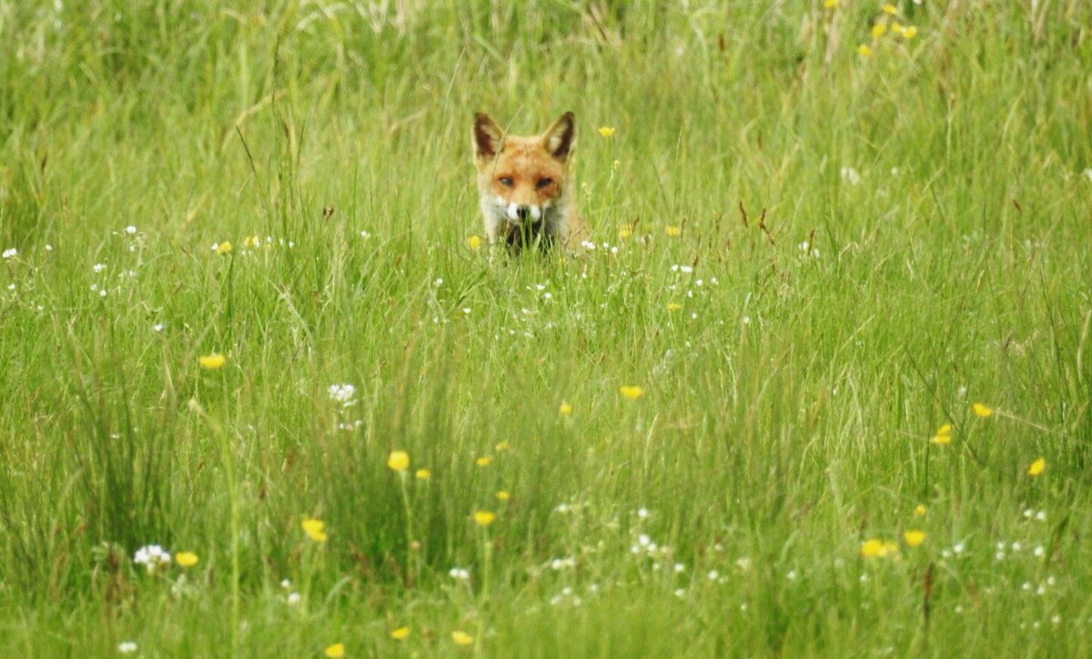 'I think I've been spotted' 😏
#Fox in #meadow banks of the #RiverWylye @VisitWiltshire @WiltshireWild @WildlifeTrusts @WildlifeMag @BBCSpringwatch