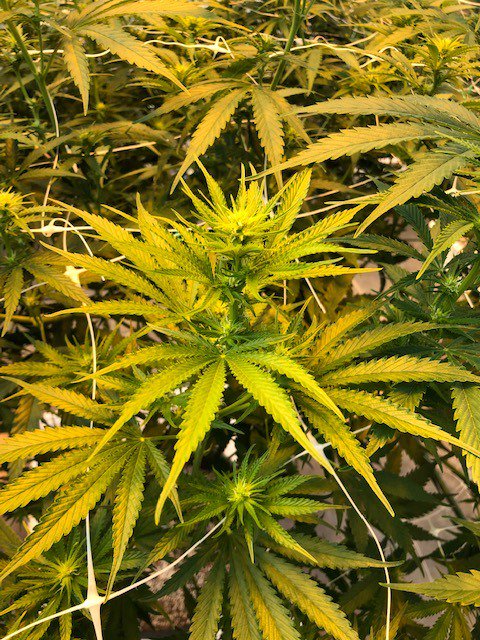 durangobudco's tweet photo. Our @thegrowoff plant is blooming nicely 
#TheGrowOff #TGO2019CO #TGOFlower #Telluride #Durango #Cabbabis #Cultivation #Colorado #GrowLife #HighSociety
#CannabisCulture #TellurideBudCompany #ChangeYourAltitude #Recreational #Marijuana #HighAltitude https://t.co/CjA3jcGsNa