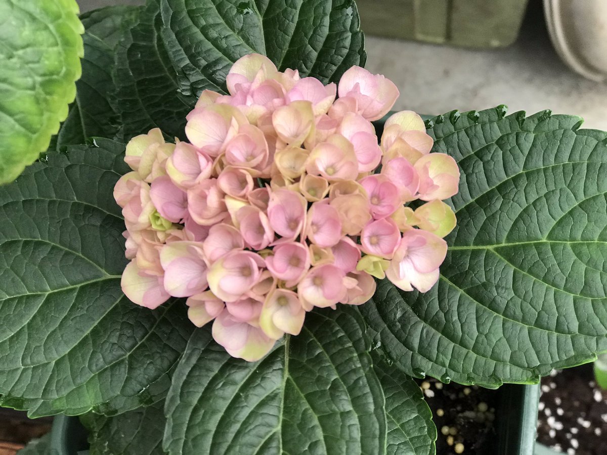 养花种草