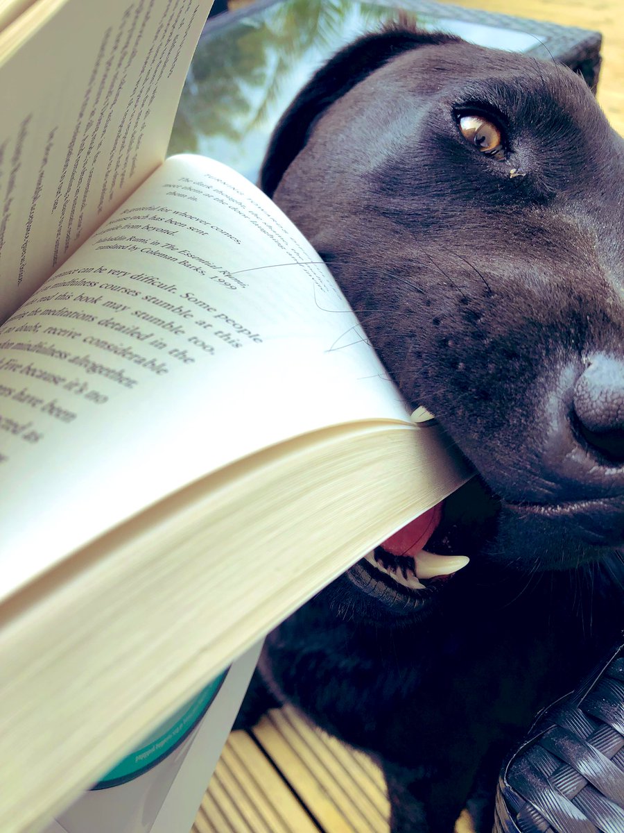 down_memory's tweet image. When your pup makes reading just a tad harder 🙈 #thanksFinn 😂😘😂 xxx