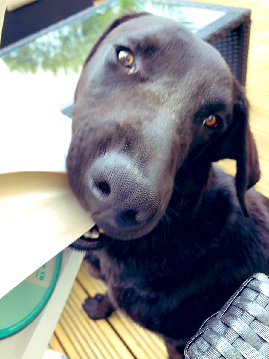 down_memory's tweet image. When your pup makes reading just a tad harder 🙈 #thanksFinn 😂😘😂 xxx