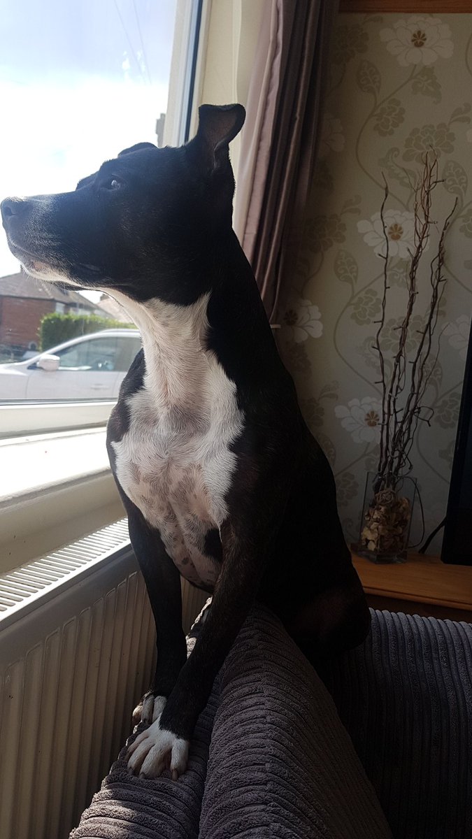 Mummy has gone away for the weekend and left me in charge of Daddy and Mr raz....what could possibly go wrong?!?! <a href="/mcartlidge9/">Mike Cartlidge</a>  #staffordshirebullterrier #adoptdontshop #areyouhomeyet #staffylove