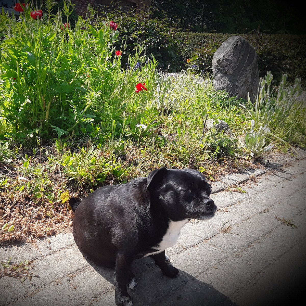 Sonne  einmal pur  genießen 🤗🐕