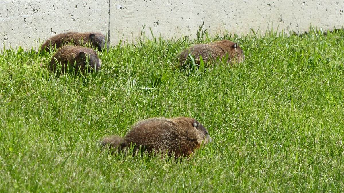 westernulibs's tweet image. Here&apos;s a Friday treat for you 😊. Spotted near the concrete beach: baby groundhogs 😍! #westernu #westernwildlife #ldnont #cutenessOVERLOAD @SpottedAtUWO