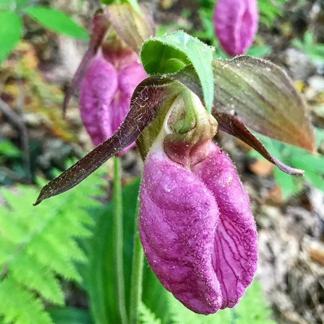 BurntToast_FG's tweet photo. Found these beauties on last nights hike. These are Pink Lady’s Slippers, an orchid native to WNC. .
.
.
#wildflowers #orchid #mst #trailfind #alwayssomethinggood #sopretty #hiking #outdoors #asheville #ashevillenc #blueridgeparkway #blueridgemountains #… https://t.co/UdtGzsXYUX https://t.co/YPEegOa9tn