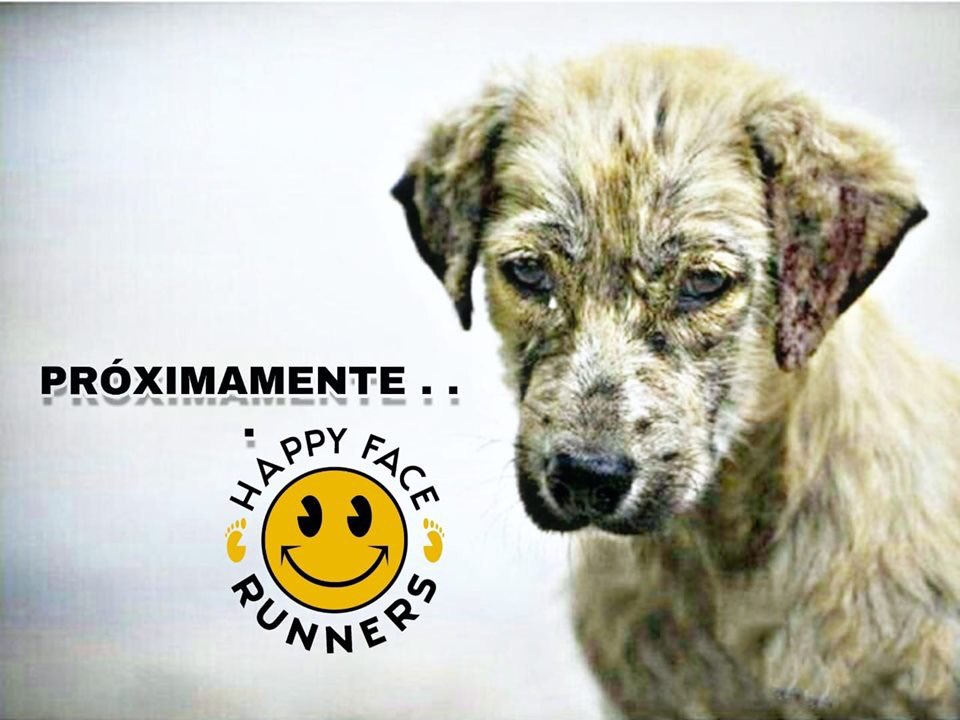 HappyFaceRunners tweet media