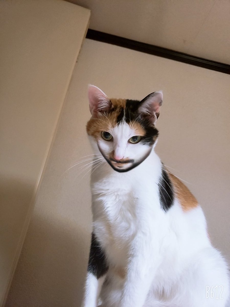 BENZO_SERINA's tweet photo. 最近流行ってるので私も猫に髭はやしてみた
#b162 https://t.co/c9LfvMROr2