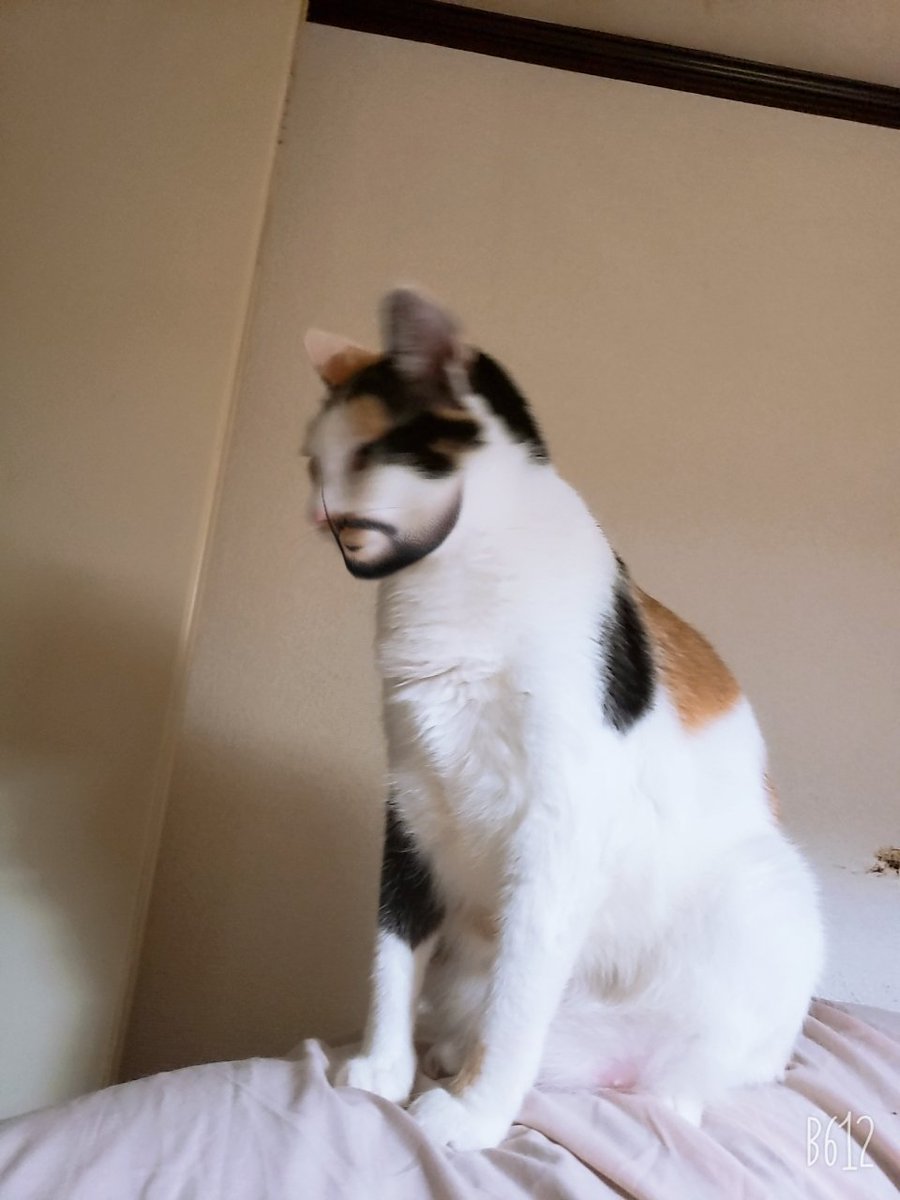 BENZO_SERINA's tweet photo. 最近流行ってるので私も猫に髭はやしてみた
#b162 https://t.co/c9LfvMROr2