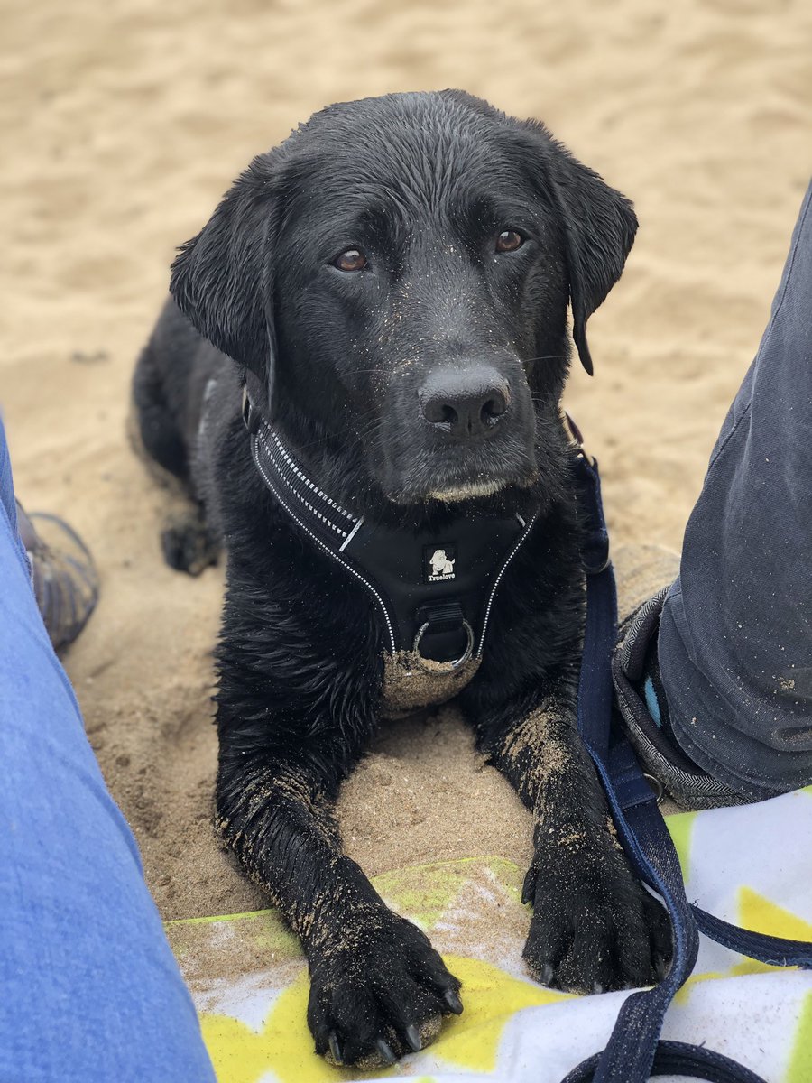 lolra127's tweet photo. Day off well spent hanging out with this babe &amp; the hubby. 💚💚 #devonadventures #longerweekend #mydogrocks https://t.co/ExgB6EHQUo