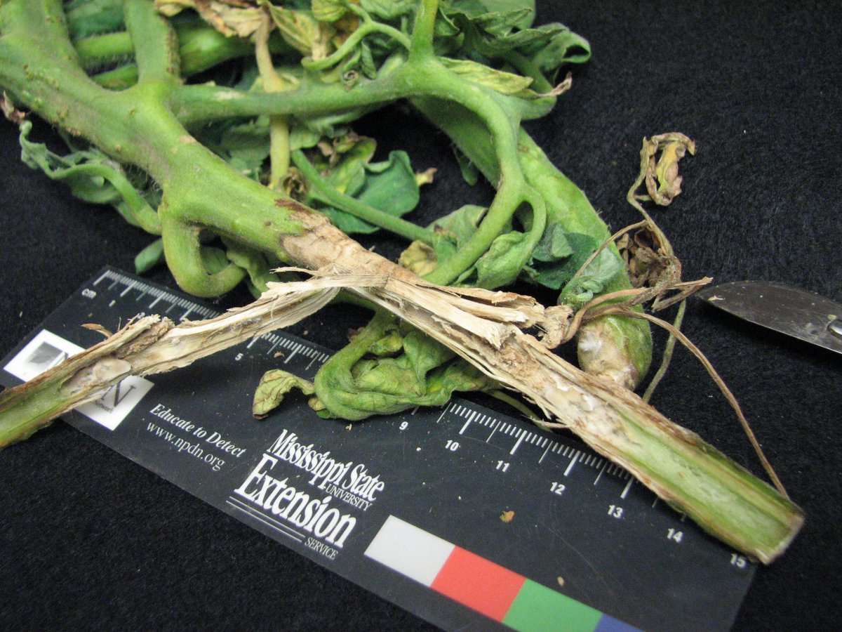MSUextPlantLab's tweet photo. Beautiful #WhiteMold on north MS field grown #tomato today. Fungus invades wounds and stem joints creating dry, tan lesions. Sclerotia form inside the stem and fall to the ground when the lesion cracks open. Mature sclerotia have a black rind and can survive many years. #MSUext https://t.co/d7zeA5n3XA